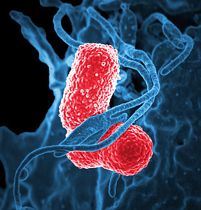 bakterier, elektronmikroskop, klebsiella pneumoniae, farget rød, lungebetennelse, bakterie, patogen