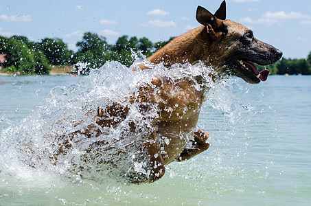 Mechelaar, hond, water, -stap-springen, Belgische herder, Schäfer hond, huisdier