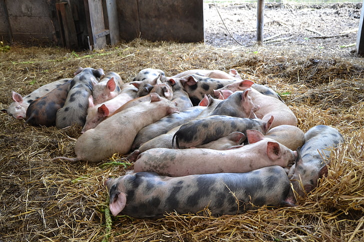 babi, Piglet, pertanian, hewan, menabur, babi domestik, ternak