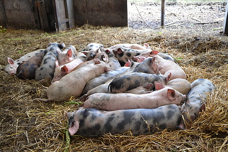 porc, porquet, granja, animal, truja, porc domèstic, Ramaderia
