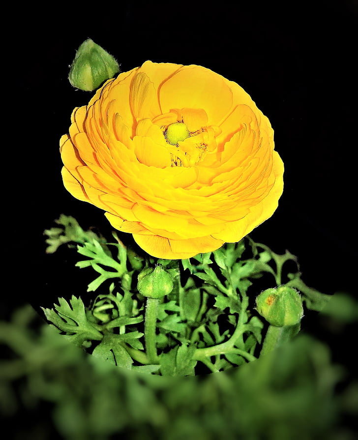 plant, ranunculus, early bloomer, hahnenfußgewächs, bright yellow, round flower basket, bud
