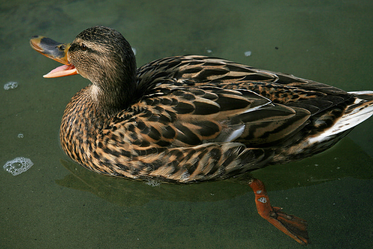 mallard, duck, bird, brown, water bird, female, bill