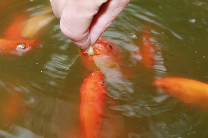 goldfish, pond, fish, lake, water, appear, feed