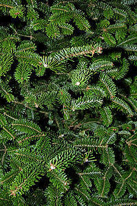 texture, tree, fir, spruce, pine, pattern, material