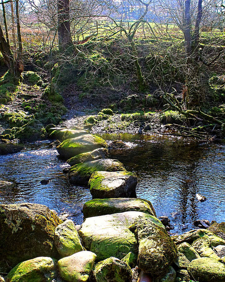 stone, stepping, stream, brook, trees, nature, rock