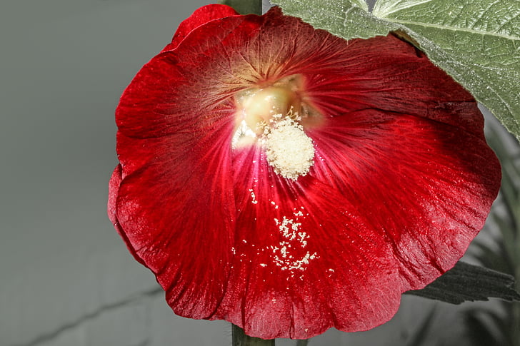 Stock rose, Almindelig Stokrose, Alcea rosea, Katost, plante, blomst, rød