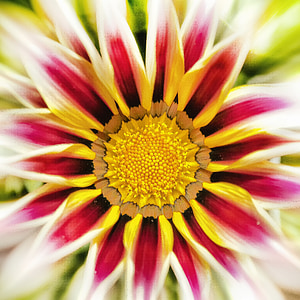 gazanie, çiçeği, Bloom, Altın öğle, güneşli, güneşli sarı, sonnentaler