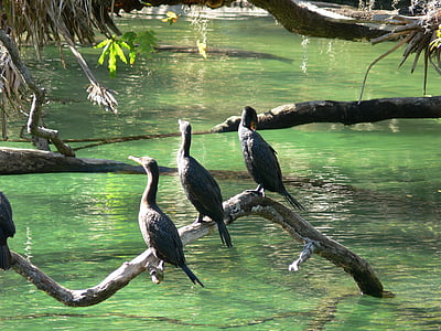 cormorani, păsări, izvoare, apa, sălbatice, faunei sălbatice, natura