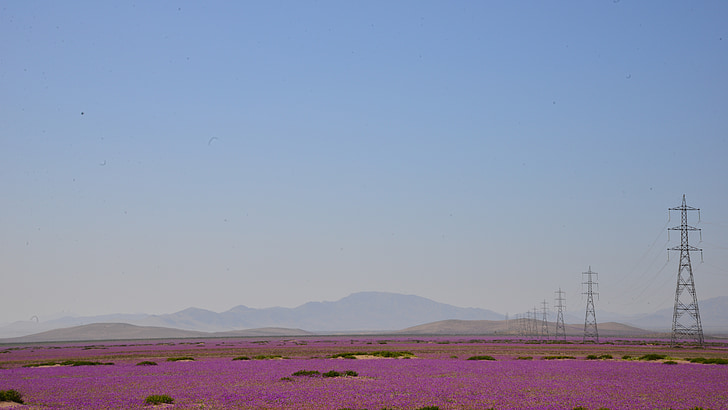 flowering desert, sky, electrical towers, flowers, purple, flower, desert