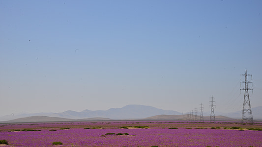 flor desierto, cielo, torres eléctricas, flores, púrpura, flor, desierto