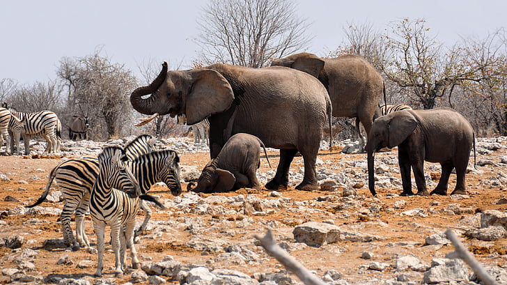 elephant, zebra, africa, namibia, nature, dry, heiss