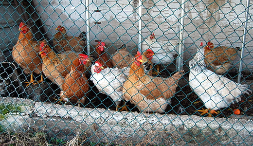 hens, cage, animals, crest, beak, eleven