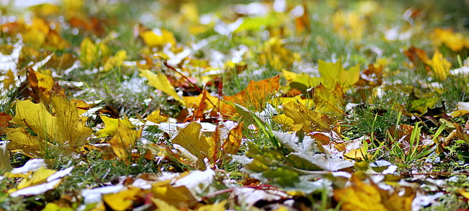 autumn, foliage, autumn gold, yellow leaves, gold, lawn, sunny