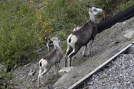 山绵羊, 羔羊, 动物, 羊, 野生, 野生动物, 洛矶山脉