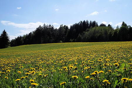 Púpava, pole, krajinná fotografia, letné, žltá, kvet, lúka