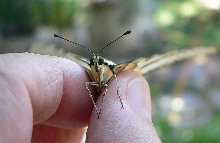 butterfly, animal, insect, fingers, holding, fingernail