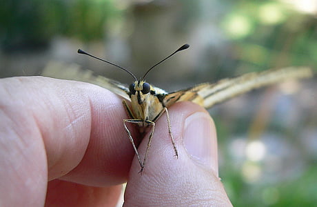 나비, 동물, 곤충, 손가락, 들고, 손톱