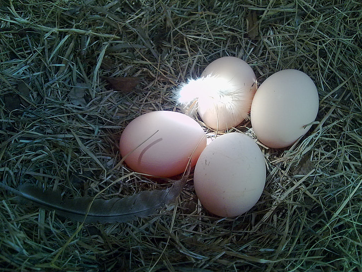 eieren, nest, kip