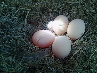 vejce, hnízdo, kuře