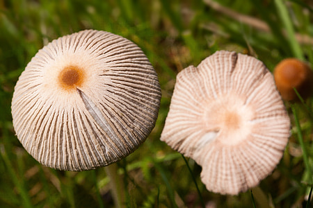蘑菇, 盘菌, 帽, 草, 屏幕真菌, 宏观, 棕色