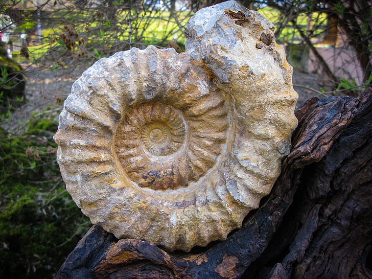 fossila, snigel, förstenade, förstening, förhistorisk tid, naturen, spiral