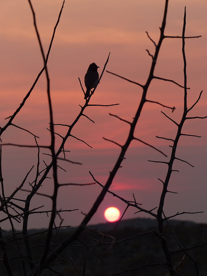 posta de sol, ocell, silueta, Namíbia, lodge de Parc Nacional d'Etosha, estat d'ànim, Afterglow