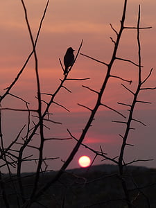 západ slnka, vták, silueta, Namíbia, Národný park Etosha lodge, nálada, dosvit