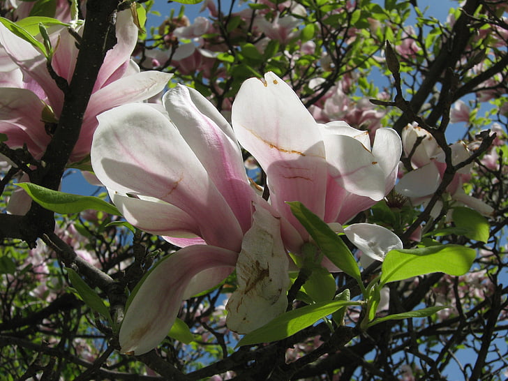 tree, blossom, bloom, spring, magnolia, pink, leaves