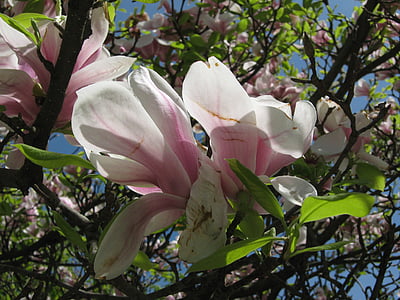 medis, žiedų, žydėti, pavasarį, magnolija, rožinė, lapai