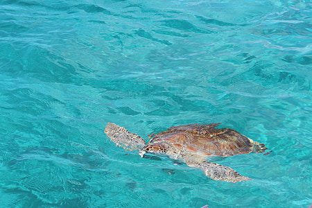 sköldpadda, Mar, Karibien