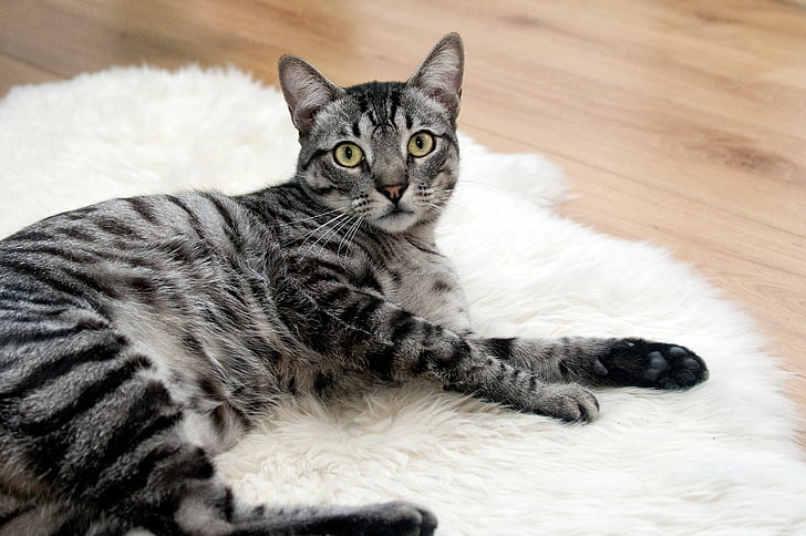 closeup, foto, perak, kucing, berbaring, putih, karpet