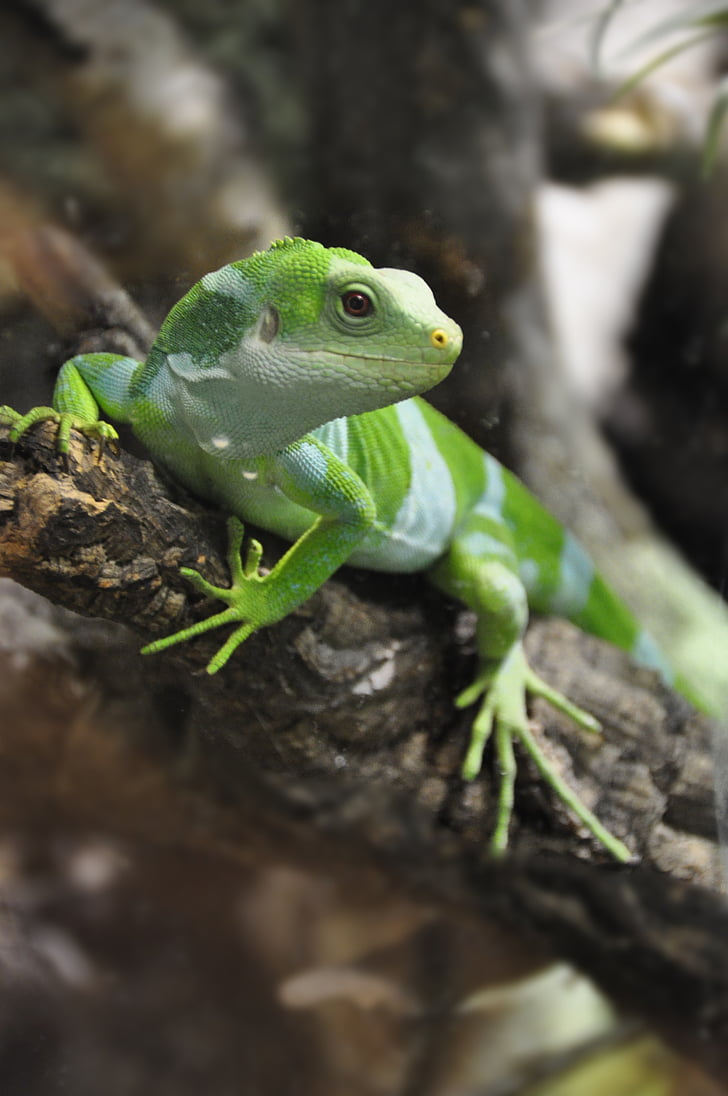 Fiji iguana, Iguana, øgle, Reptile, iguaner, natur, grønn