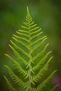 fern, green, leaves, nature, plant