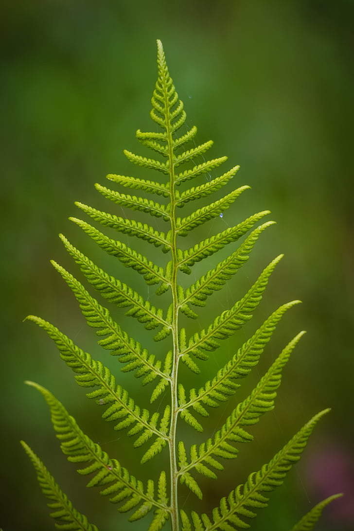fern, plant, green, photosynthesis, leaves, nature, plants