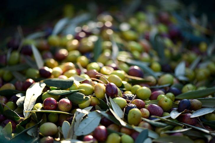 olives, Provence, France, alimentaire, nature, fraîcheur, organique