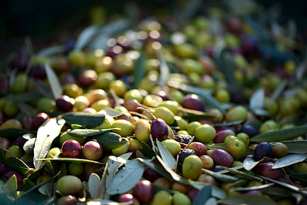 oliivid, Provence, Prantsusmaa, toidu, loodus, värskuse, orgaaniliste