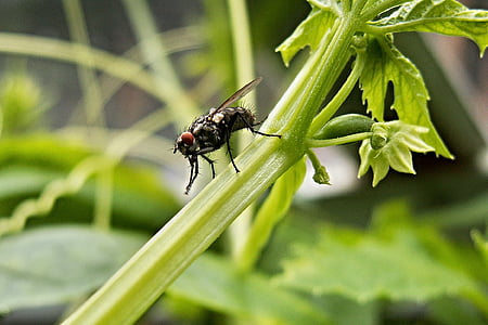 housefly, Αγκινάρα, φύλλο, πράσινο, έντομο, μακροεντολή, στέλεχος της αγκινάρας