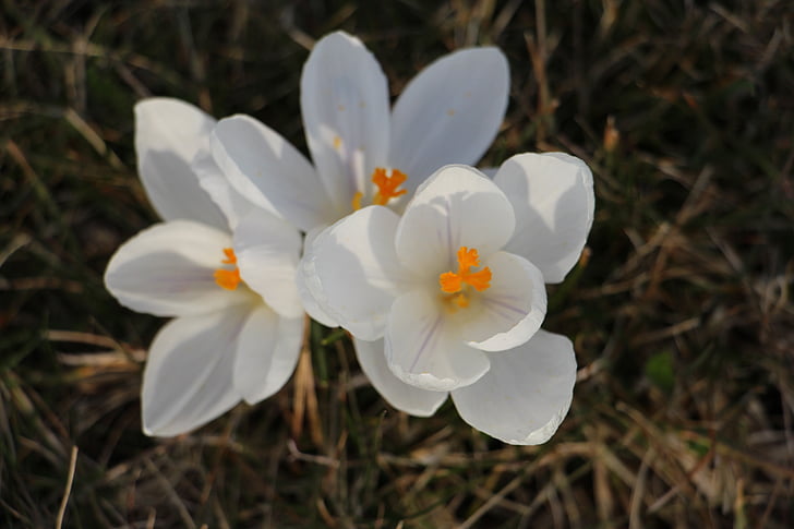 crocus, white, spring, nature, plant, flower, march