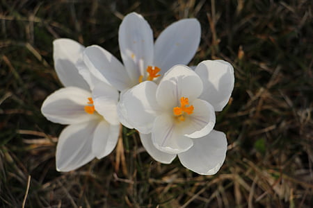 Crocus, Blanco, primavera, naturaleza, planta, flor, marzo