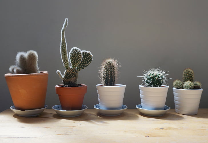 kaktus, planter, hjem, tabel, haven, lille, Flower pot