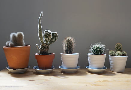 cactus, plants, home, table, garden, small, flower Pot