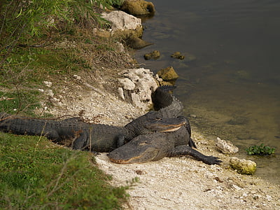 amore, alligatore, fauna selvatica, rettile, Florida, Everglades, Gator