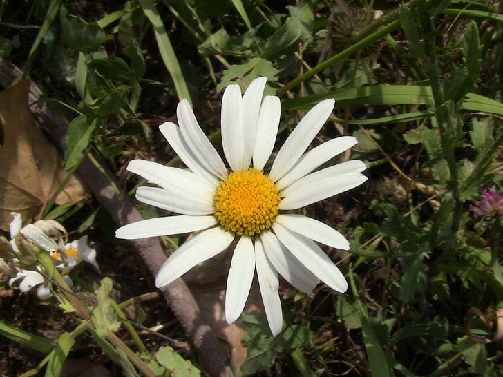 daisy, flower, plant, nature, petal, floral, white