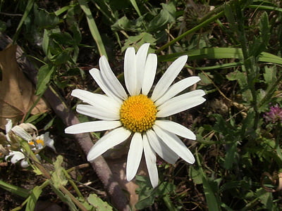 Daisy, fleur, plante, nature, pétale, floral, blanc