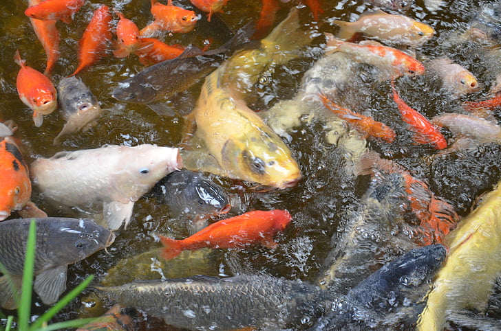 fish, carp, scale, pond, fins, scales, species