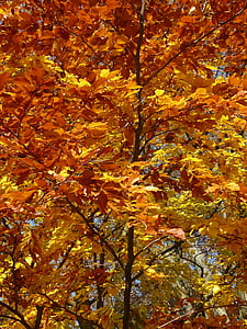 hêtre, Fagus sylvatica, Fagus, arbre à feuilles caduques, automne doré, octobre doré, automne