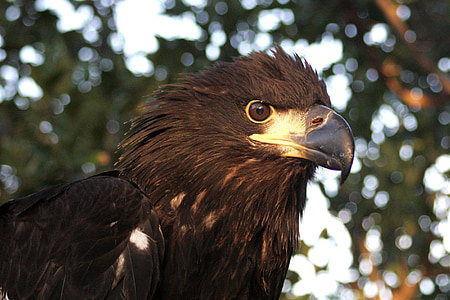 bald eagle, immature, portrait, beak, head, wildlife, nature