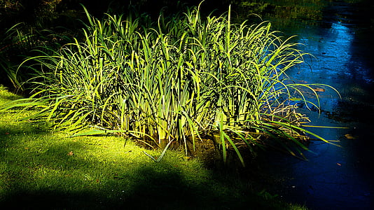 Reed, břeh rybníka, léto