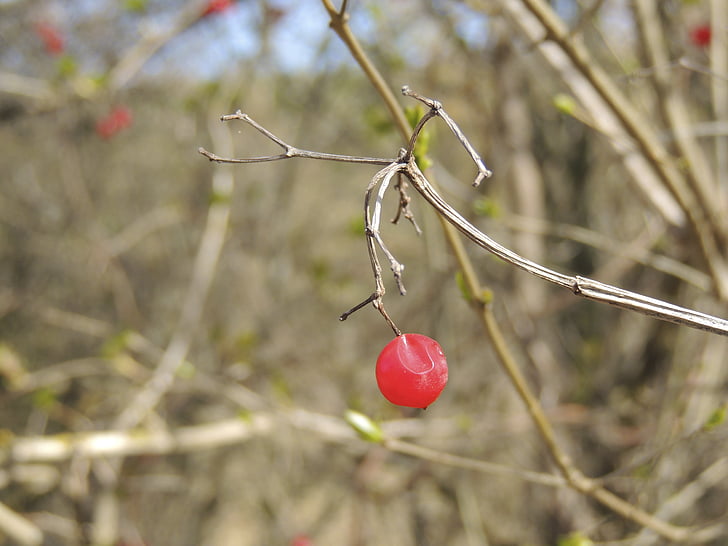 Berry, rojo, Bush, planta, naturaleza