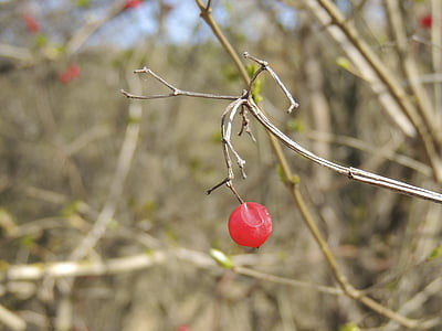 Berry, merah, Bush, tanaman, alam